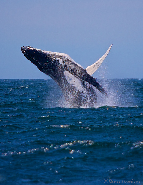 Breaching whale