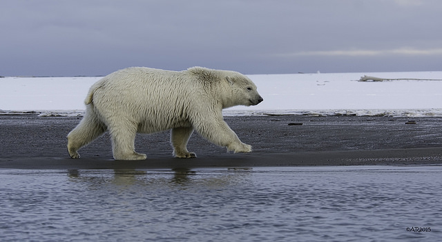 Polar bear
